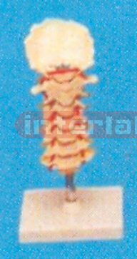 CERVICAL VERTEBRAE COLUMN (NATURAL SKELETON)